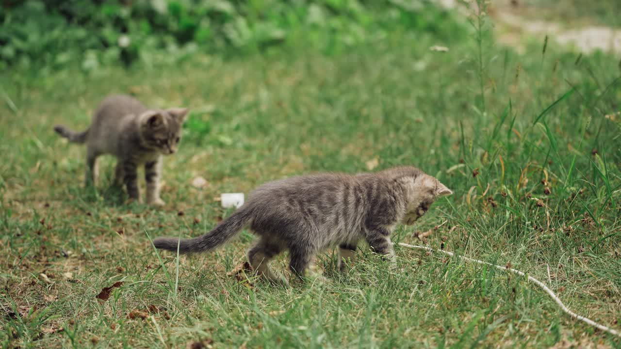 有趣的小猫在户外玩耍。两只快乐的猫在花园里玩耍视频素材