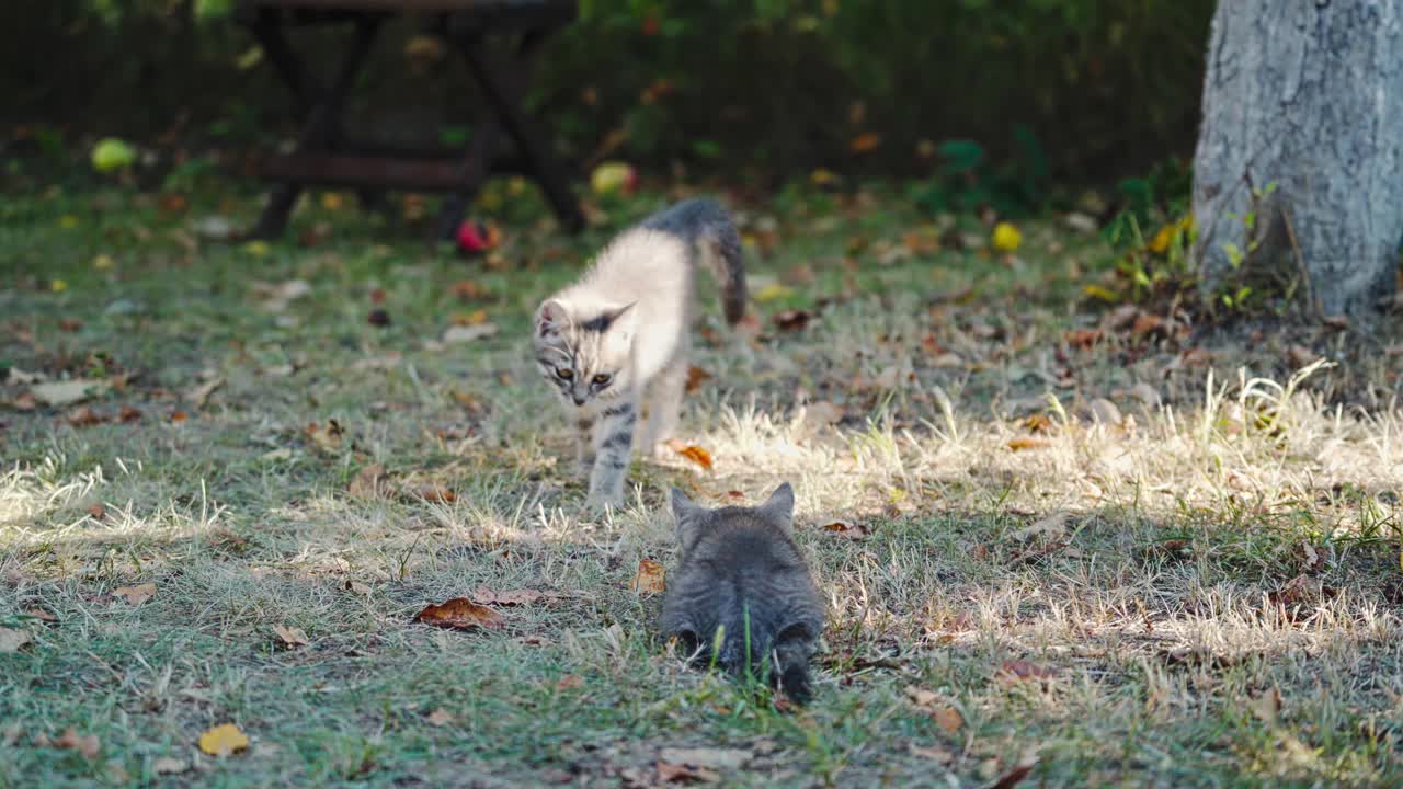 两只可爱的小猫在玩耍。猫最好的朋友一起在户外玩耍视频素材