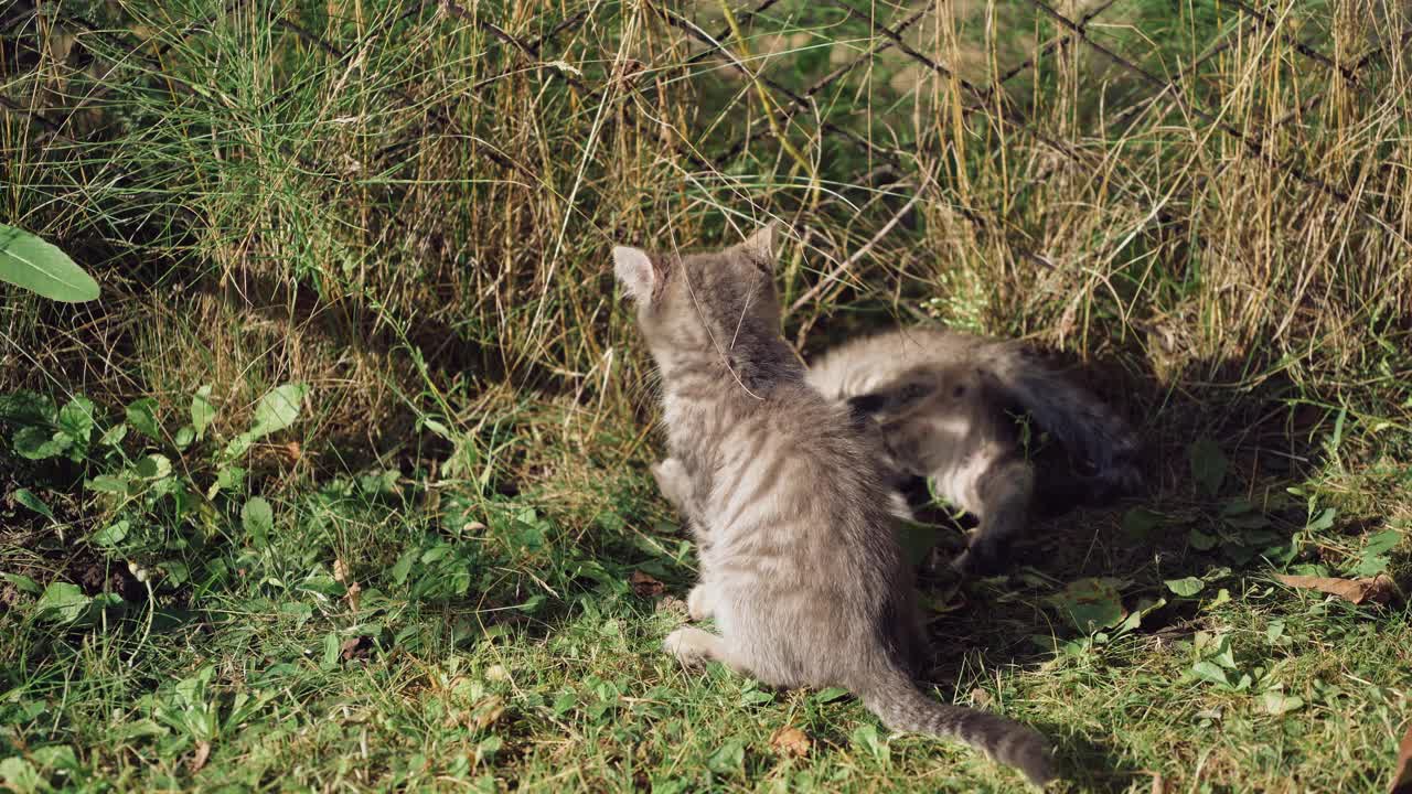 小猫一起玩。两只可爱的小猫在花园里玩耍视频素材