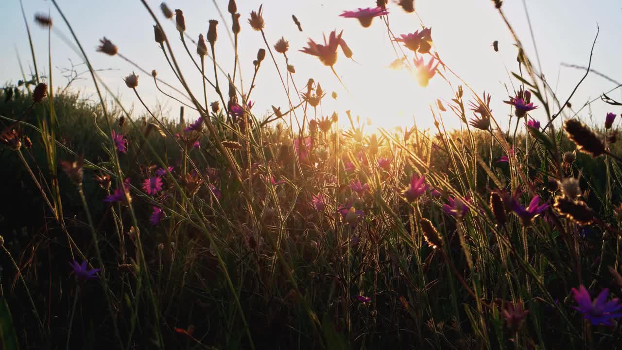 在夕阳前随风飘动的小紫罗兰花视频素材