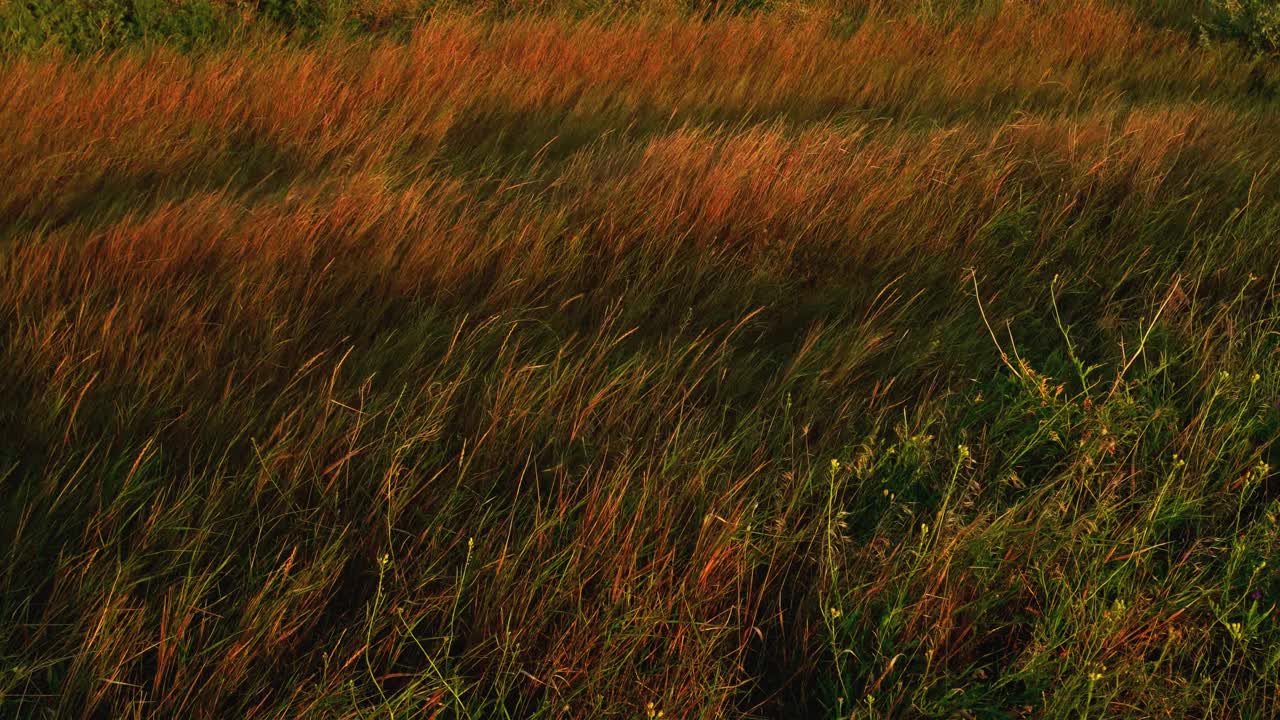 在夕阳的照耀下，野草随风摇曳视频素材