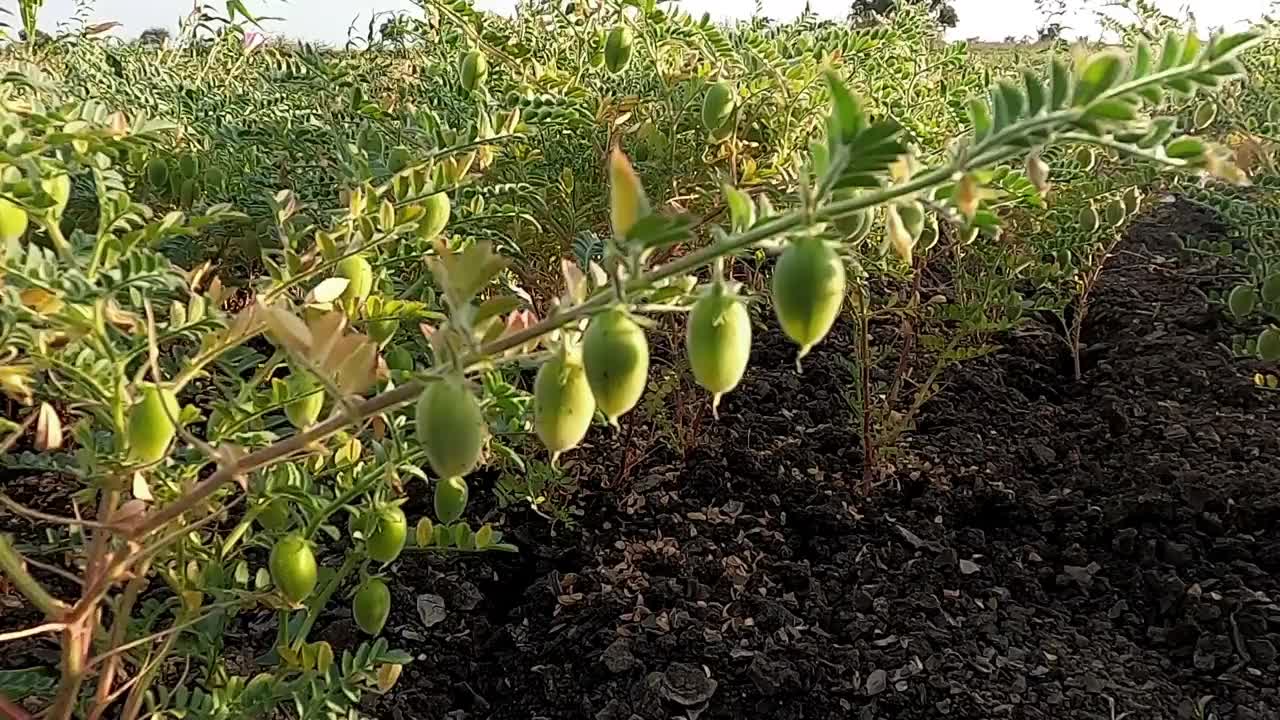 新鲜鹰嘴豆植物的特写。绿色的鹰嘴豆植物。视频素材