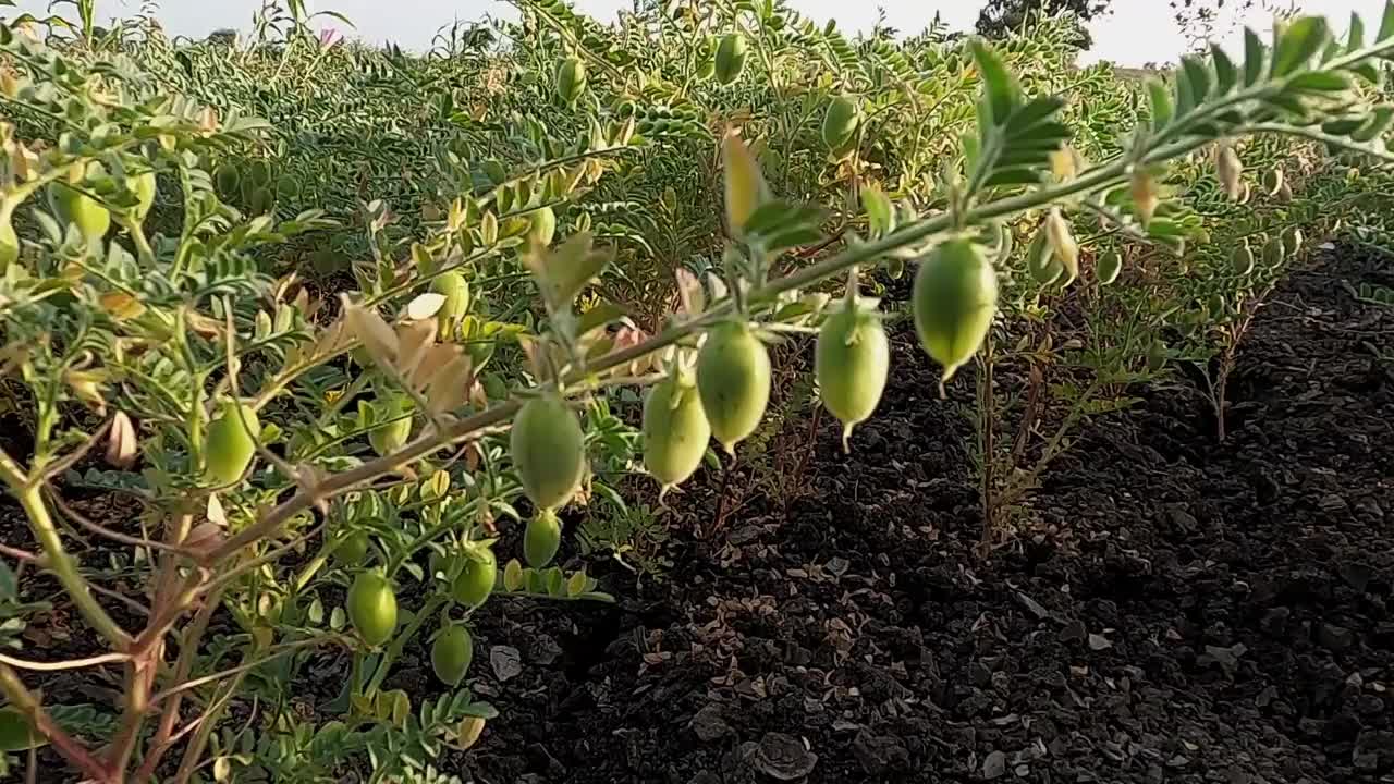 新鲜鹰嘴豆植物的特写。绿色的鹰嘴豆植物。视频素材