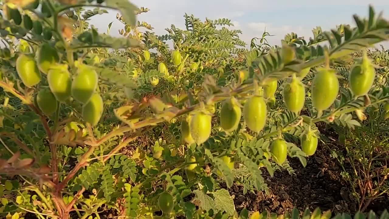 在农场种鹰嘴豆。视频素材