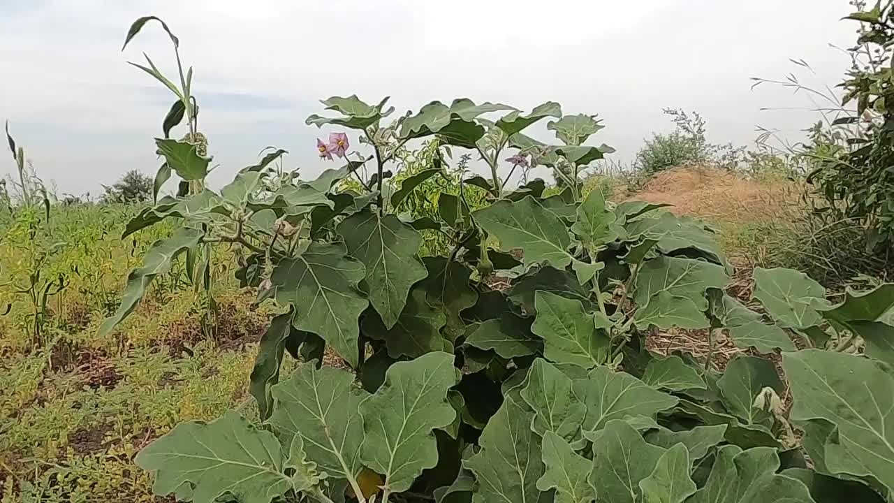 茄子(brinjal)植物的特写。视频素材