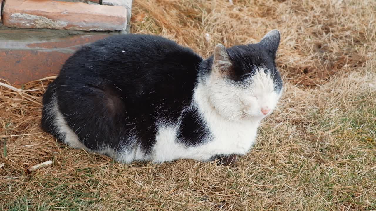 睡街猫在干草地上视频素材