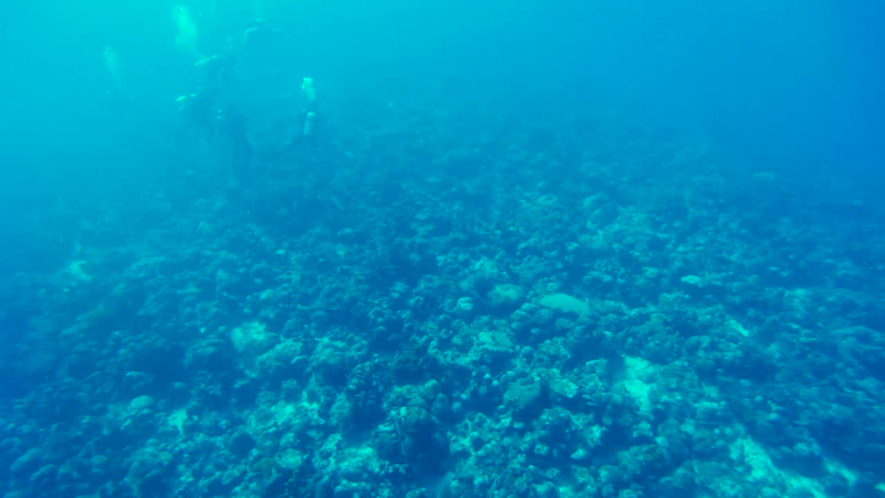 潜水者在巴巴多斯海岸探索一个巨大的珊瑚礁视频素材