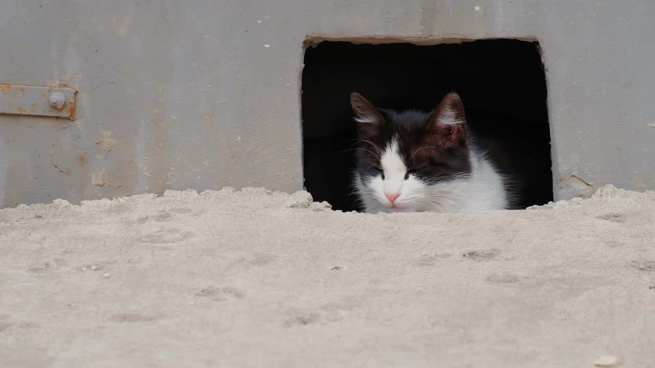 流浪猫从地下室的洞里往外看视频素材