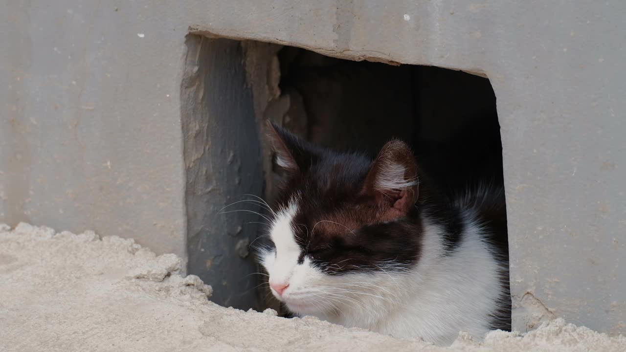 平静的猫从地下室的洞里往外看视频素材