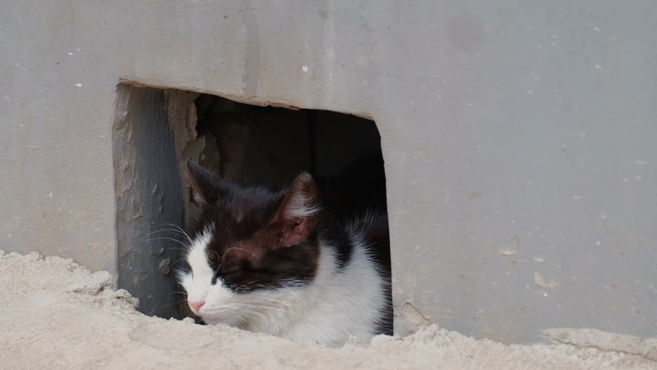 变异猫从地下室的洞看出去，特写视频素材