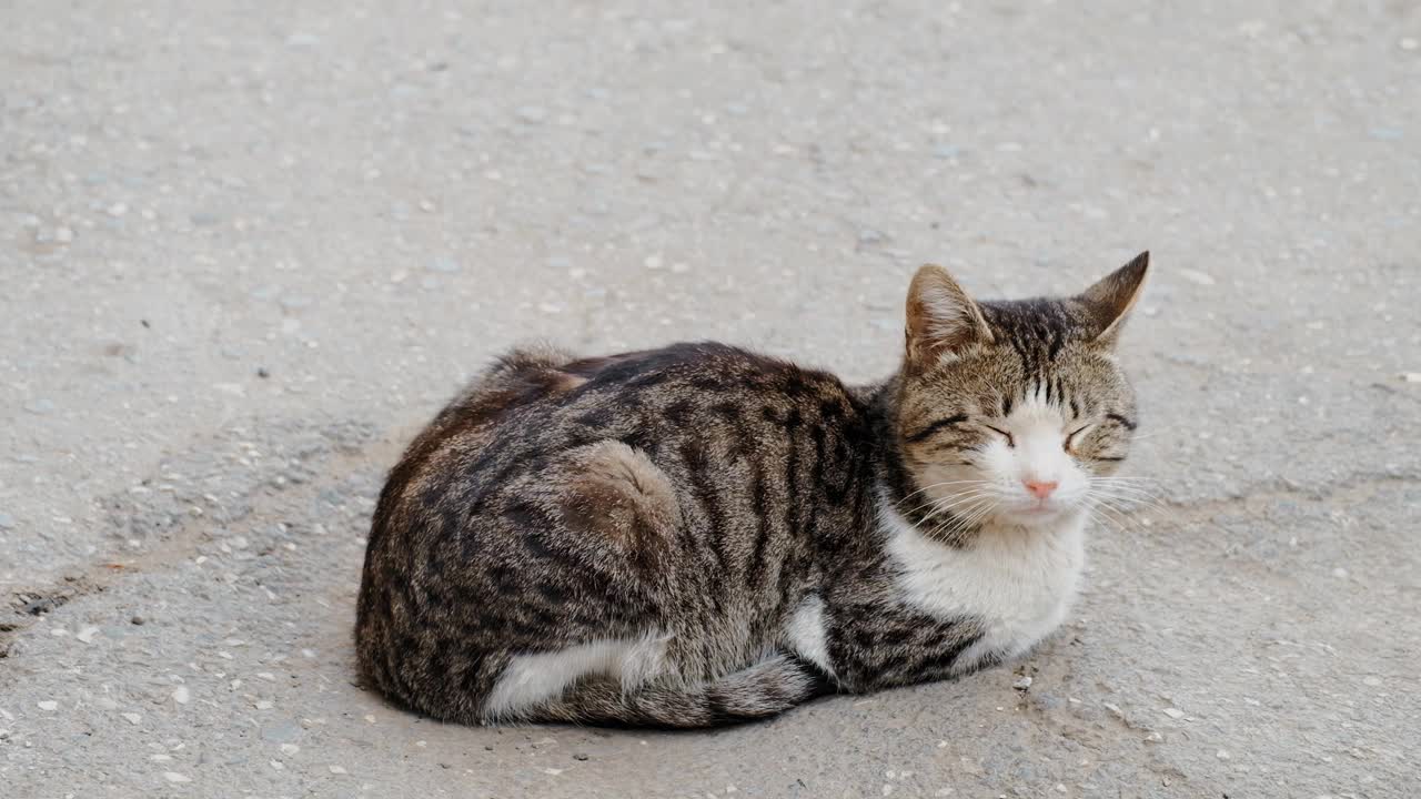 在街上休息的猫视频素材