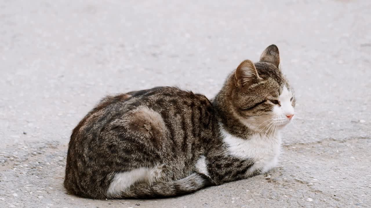 无家可归的小猫在柏油路面上休息视频素材