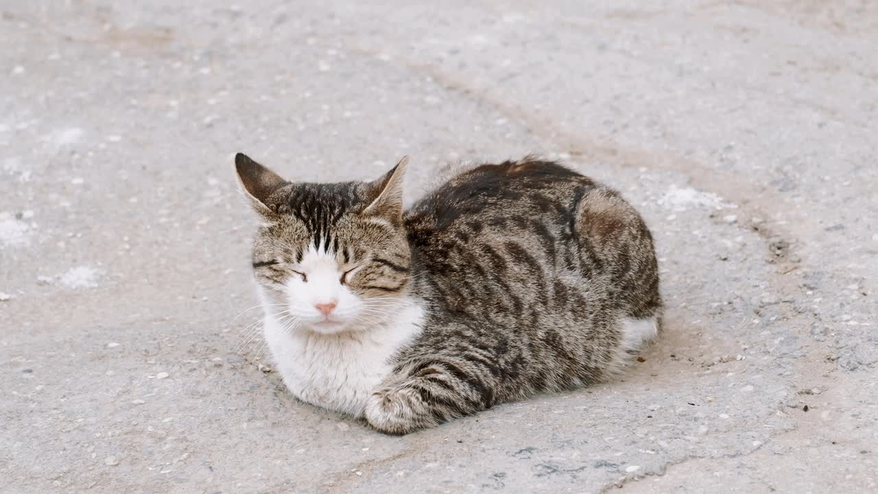 流浪猫在柏油路面上休息视频素材