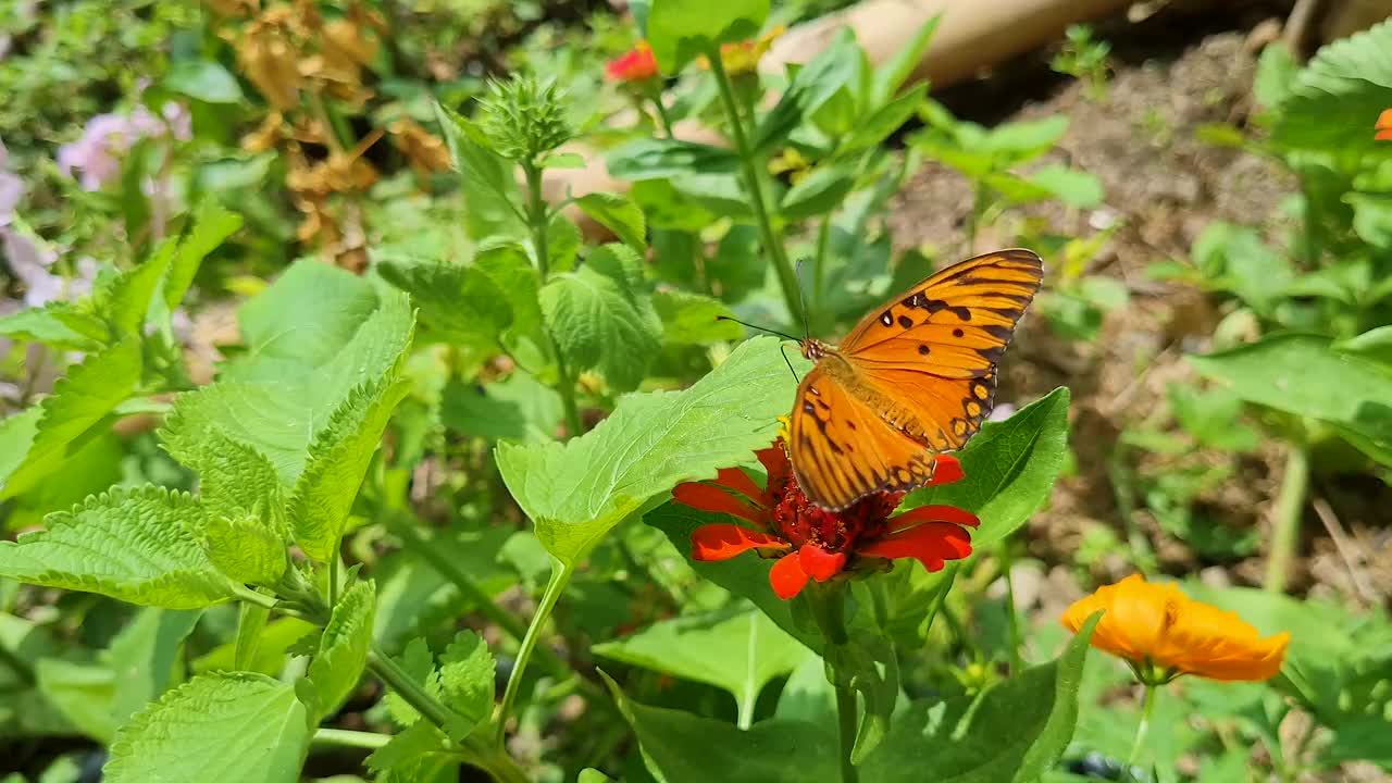 蝴蝶和鲜花视频素材