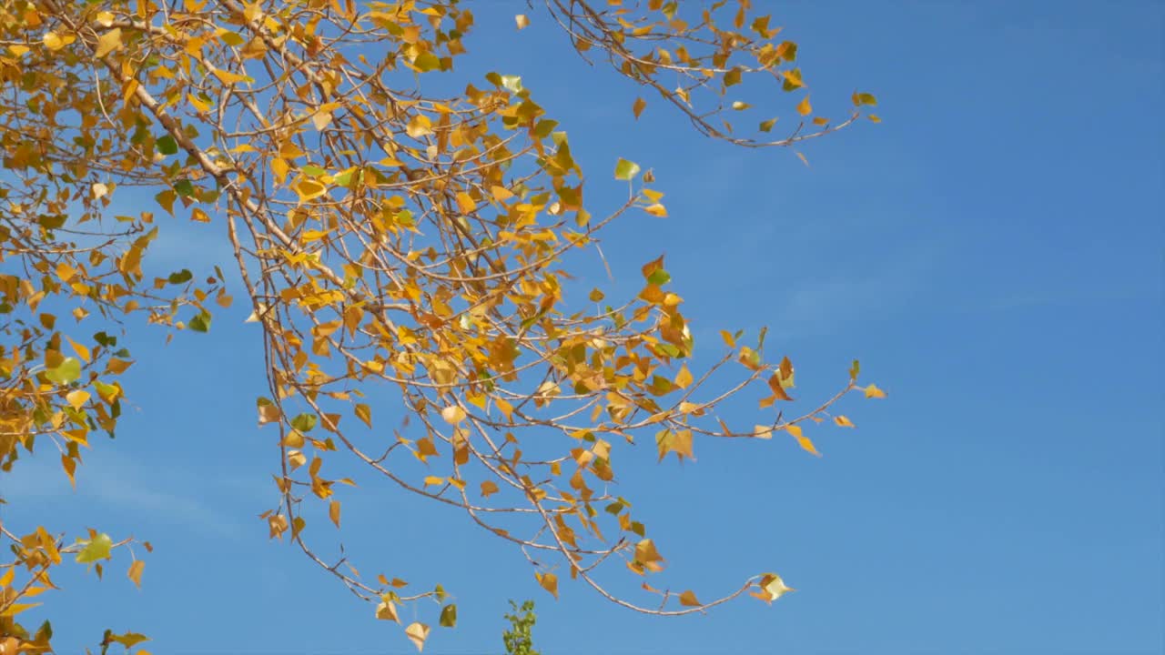 秋日里，一根黄叶白桦树的树枝在蓝天的映衬下摇摆视频素材