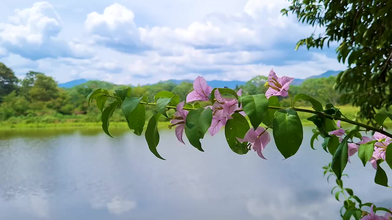 粉红色的花朵视频素材