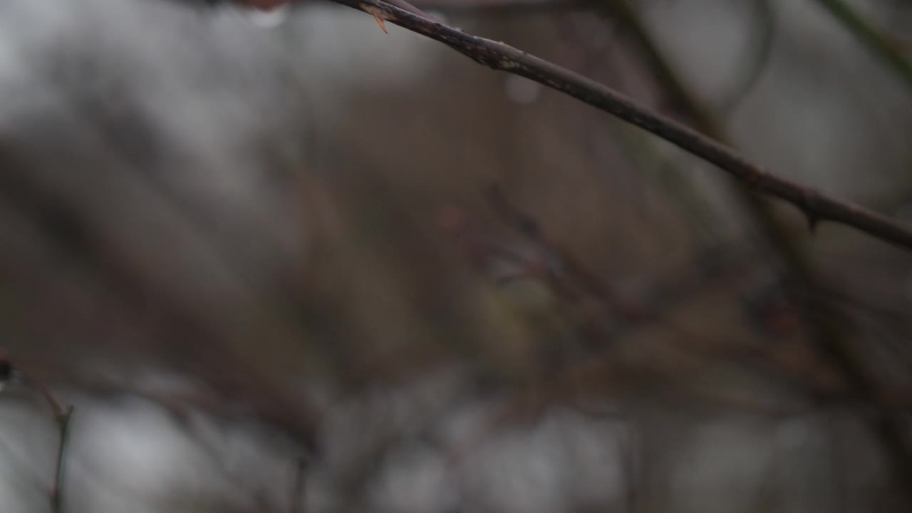 乳头在玫瑰果。小山雀在浓密的灌木丛中跳跃。鸟类在它们的自然栖息地。电影4 k视频素材