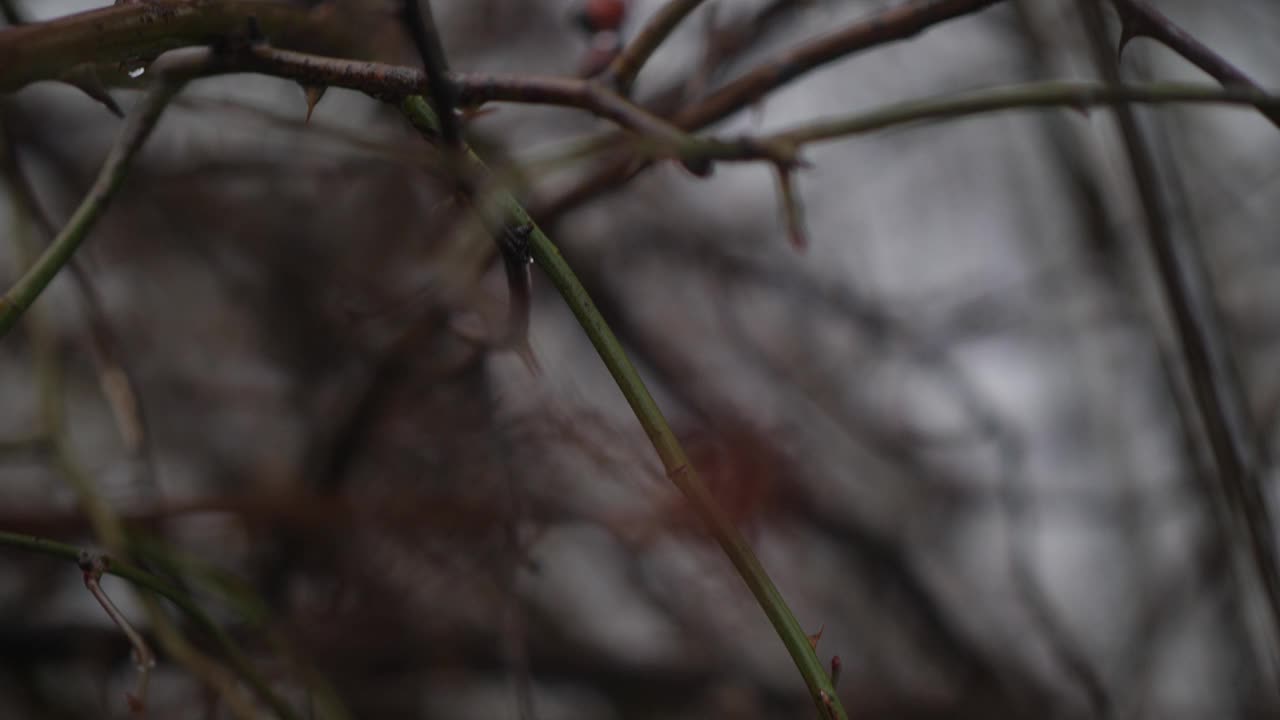 乳头在玫瑰果。小山雀在浓密的灌木丛中跳跃。鸟类在它们的自然栖息地。电影4 k视频素材