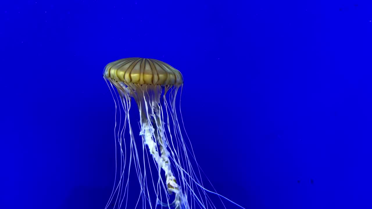 水母在水族馆里游泳视频素材