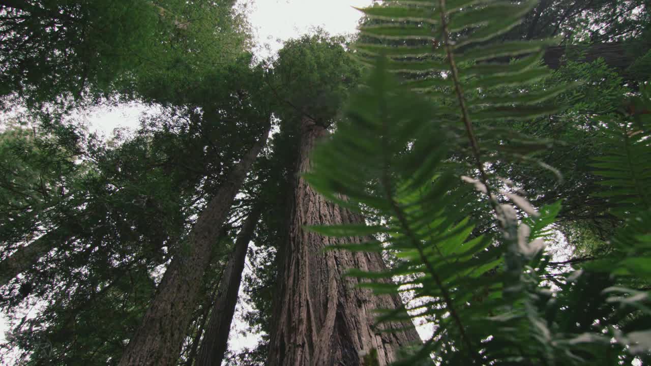 仰望巨大的红木树冠，越过森林地面上的蕨类植物视频素材