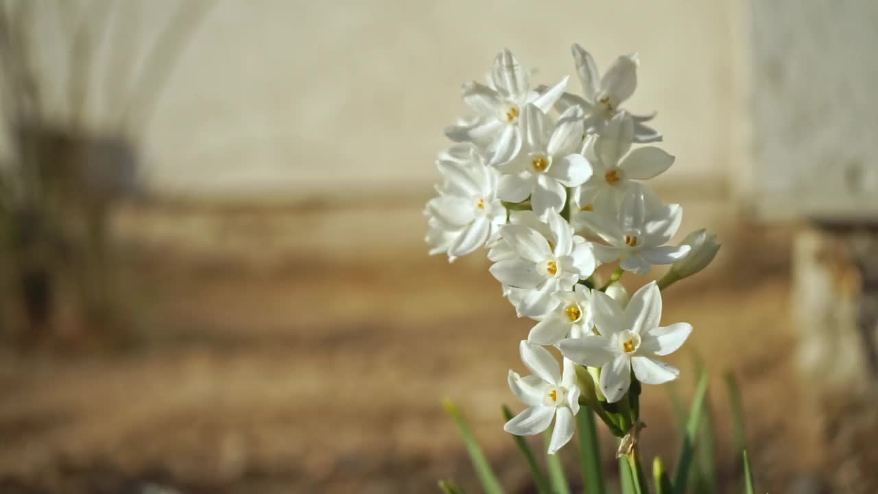 白矮星水仙花在微风中移动视频素材