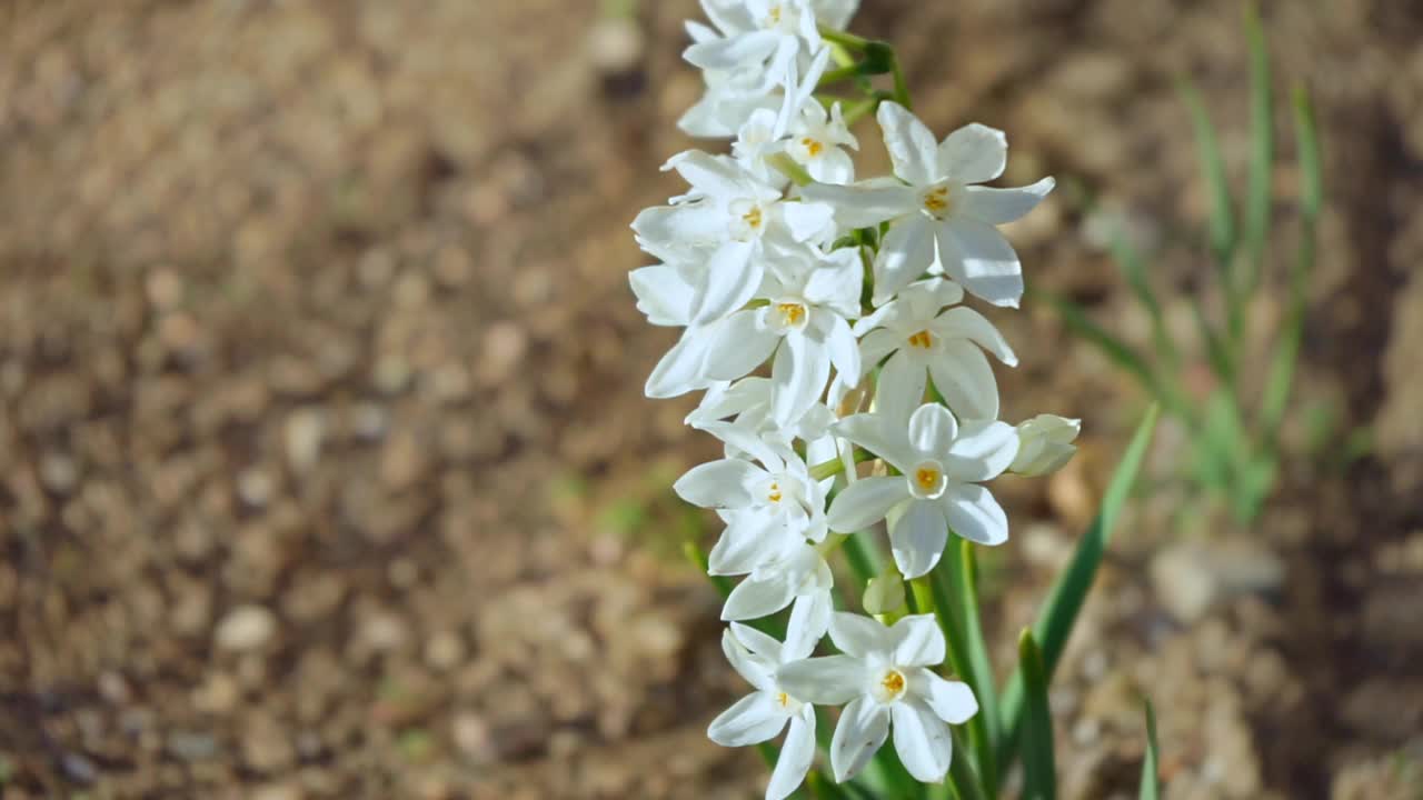 近距离观看白矮星水仙花视频素材