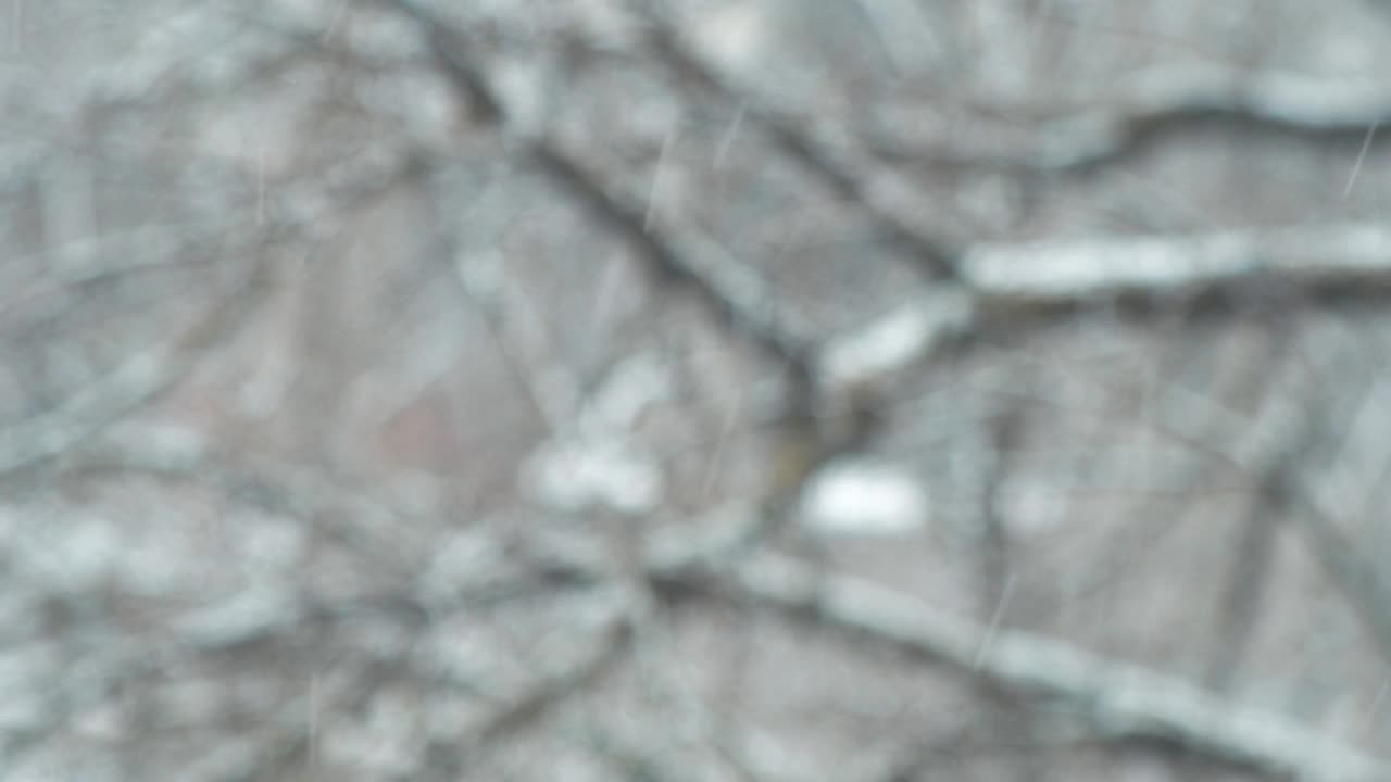 下雪的时候，公园里的树被雪覆盖了。视频素材