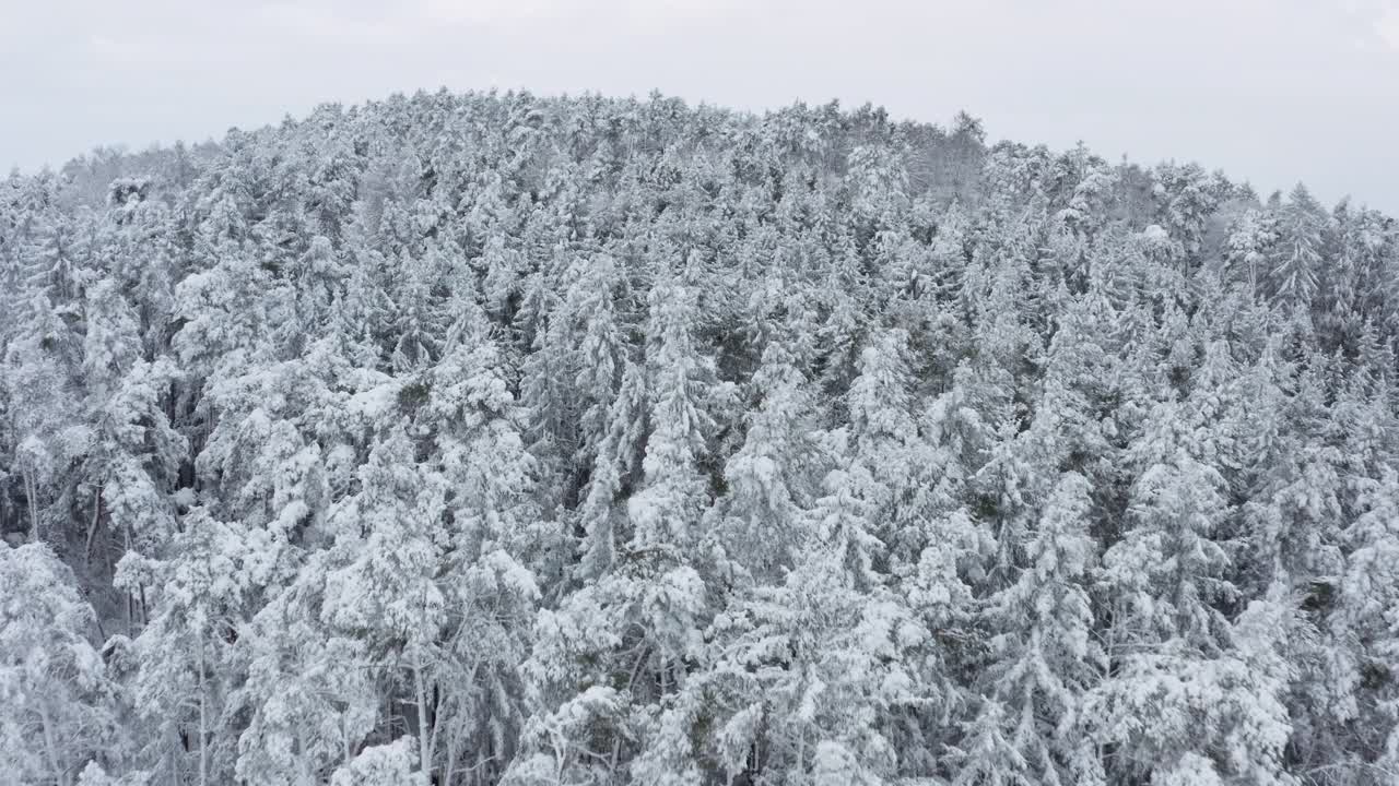 德国巴伐利亚Franconia Frankenhoehe的森林，冬天有雪视频素材