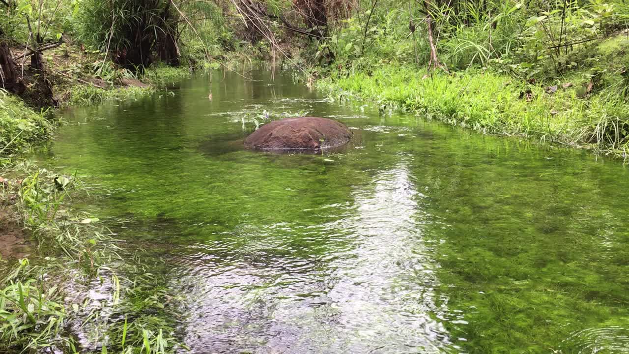 在水流中的水面下的亮绿色植物视频下载