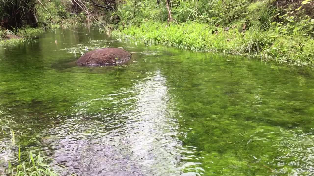 在水流中的水面下的亮绿色植物视频下载