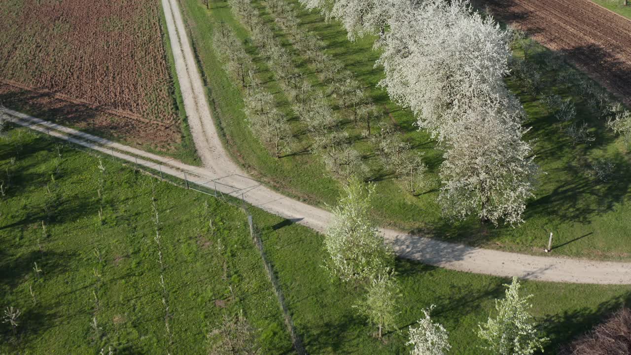 鸟瞰盛开的果树和空旷的道路，弗兰科尼亚，德国视频素材