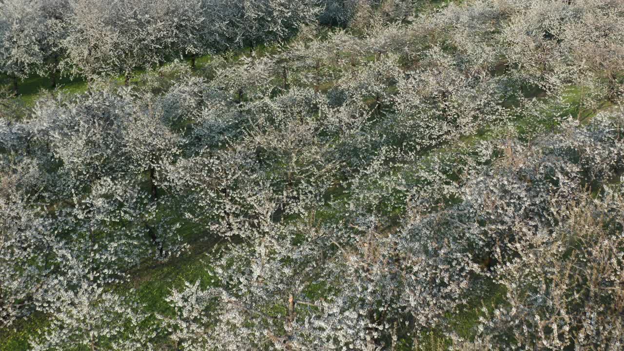 鸟瞰盛开的樱桃树在种植园，弗兰科尼亚，德国视频素材