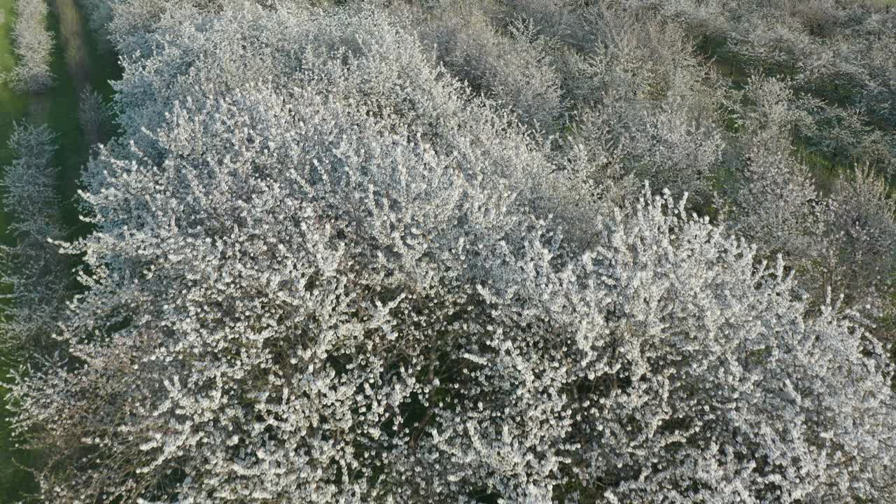 鸟瞰盛开的樱桃树在种植园，弗兰科尼亚，德国视频素材