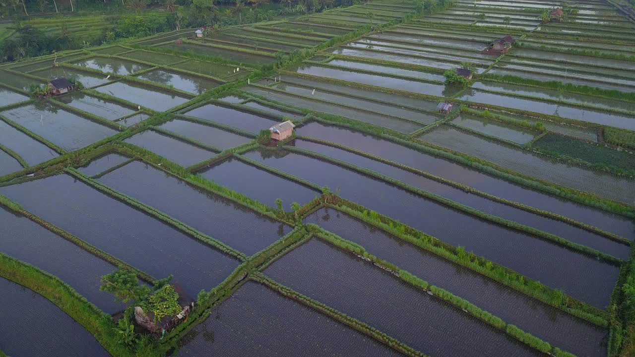 田野和稻田与山/巴厘岛，印度尼西亚视频素材