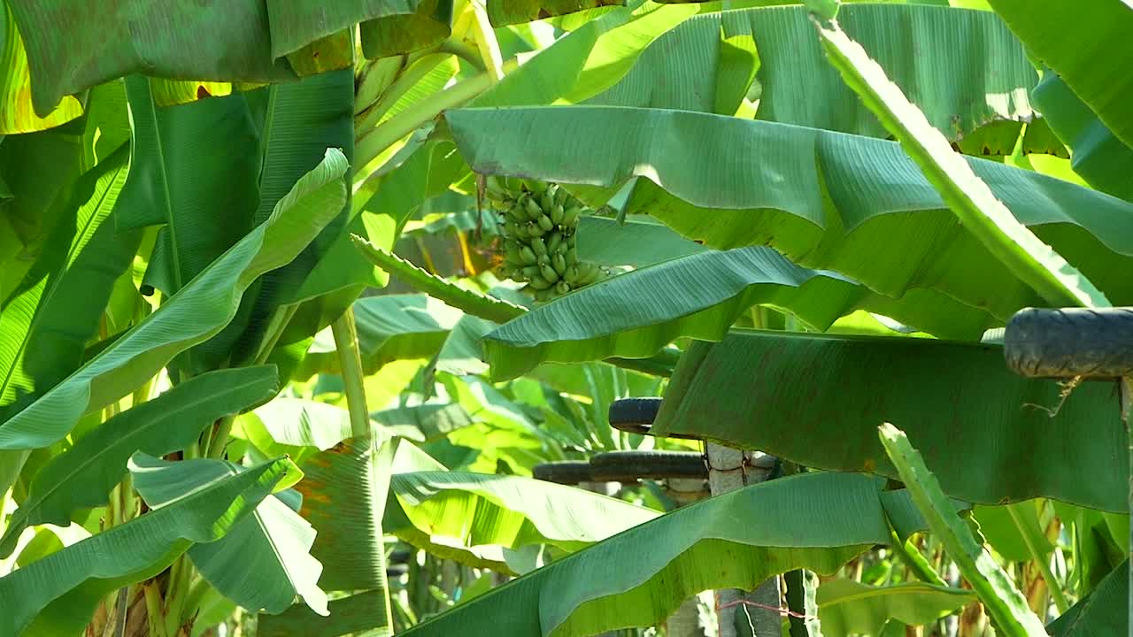 香蕉树有巨大的绿色叶子和一串绿色的香蕉在种植园。视频素材