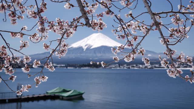 富士山上的川口湖和樱花(放大)视频素材