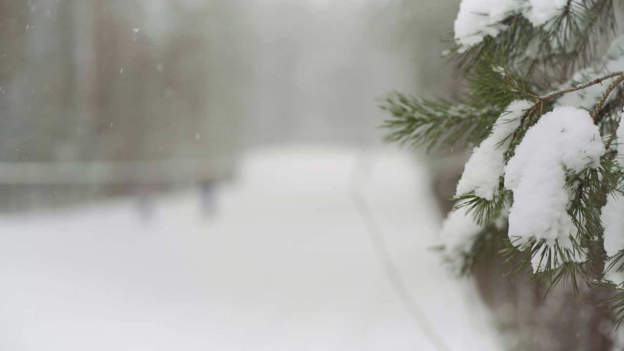 人们在雪地里滑着滑雪板在森林里奔跑。视频素材