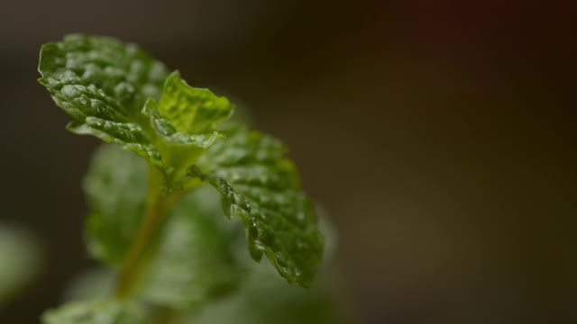 薄荷叶视频素材