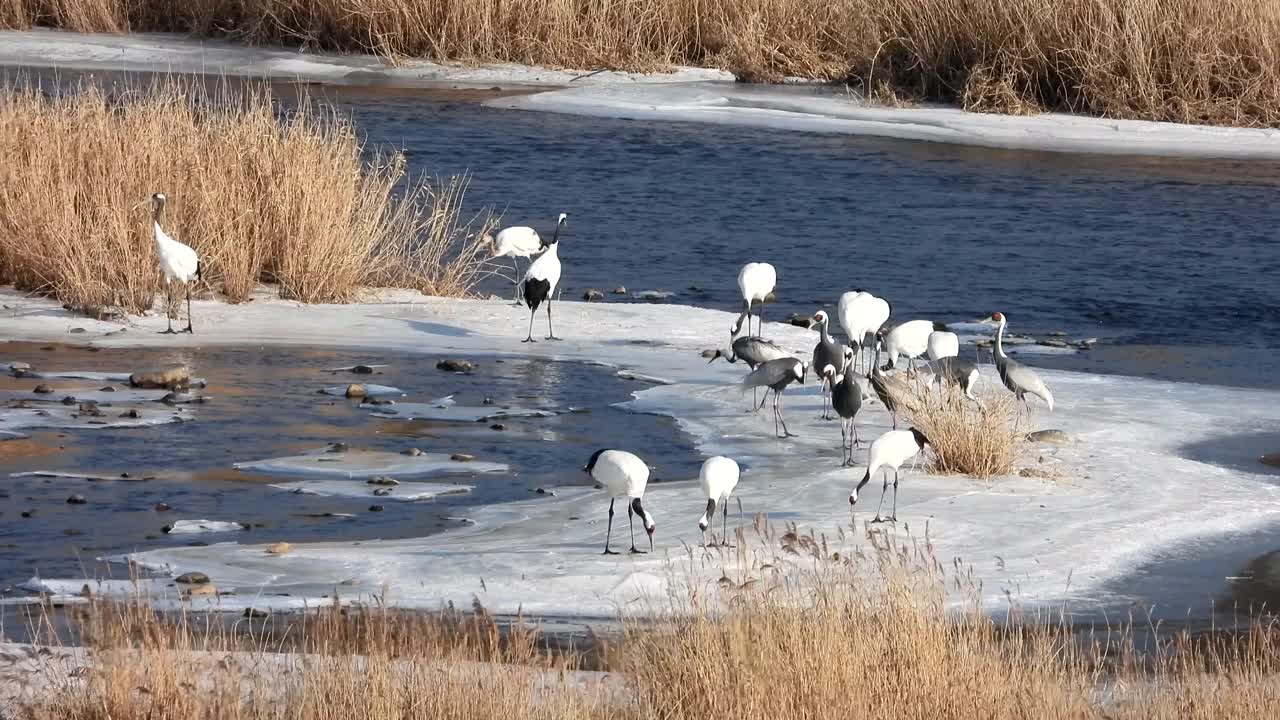 韩国江原道，东京都水库的起重机视频素材