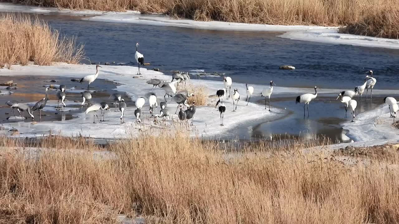 韩国江原道，东京都水库的起重机视频素材