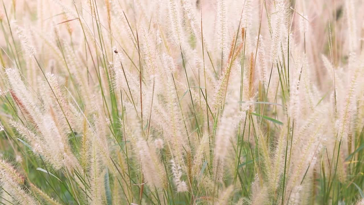 白色的草花在风中吹拂，白色的草花在风中摇摆。视频素材