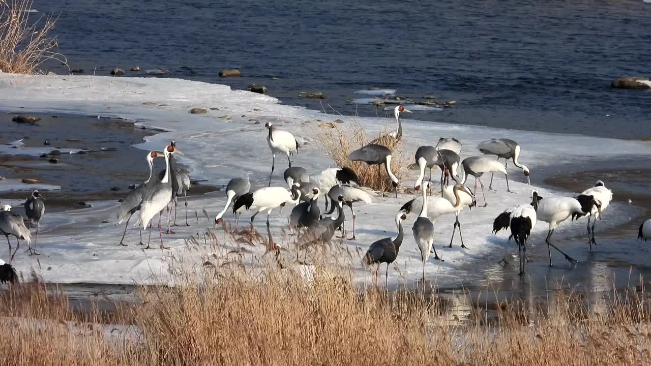 韩国江原道，东京都水库的起重机视频素材