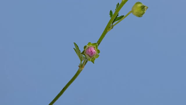 随着时间的推移，在蓝色的背景上开着Malva moschata(麝香锦葵)花视频素材