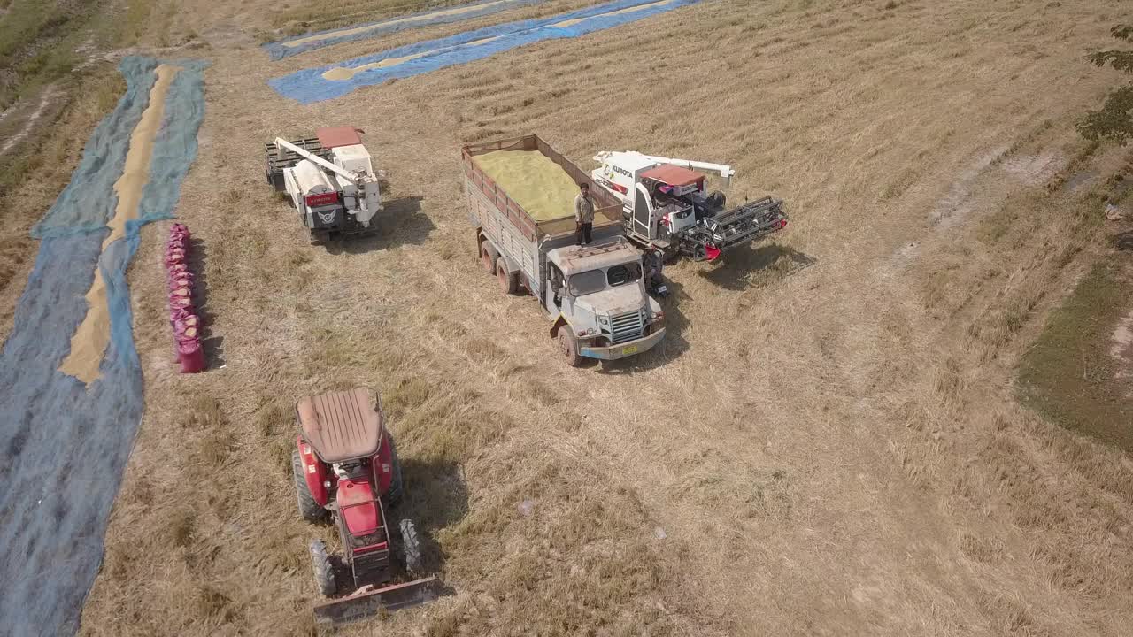 空中飞行(牵引)拖拉机，联合收割机和一辆旧卡车装满收割的水稻在田里视频素材