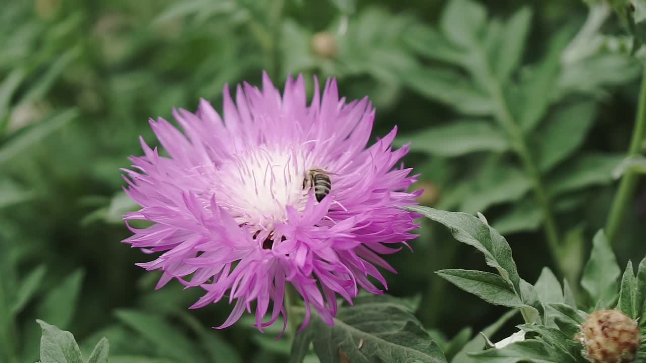 一只蜜蜂在花园里从蓝色的花朵上采集花蜜视频素材