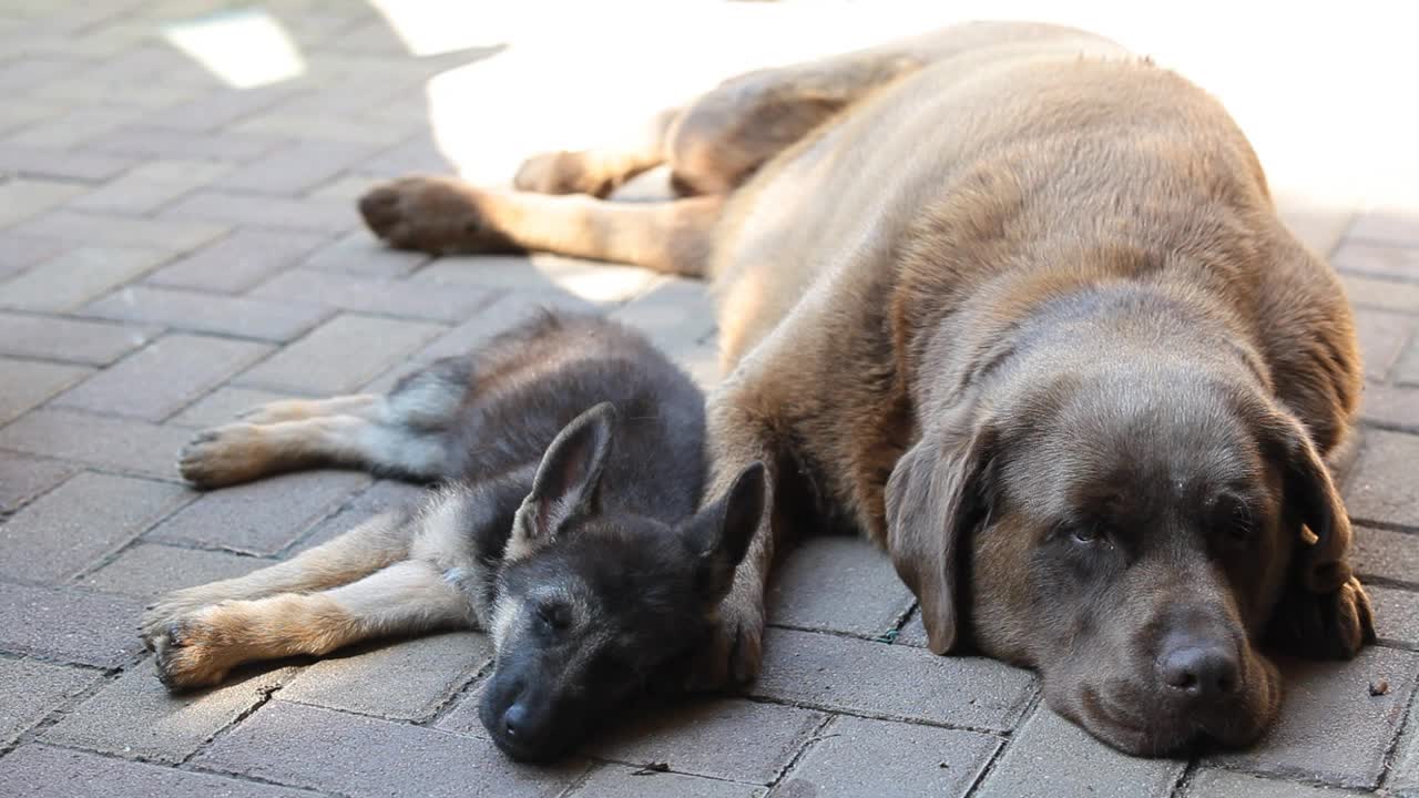 一只德国牧羊犬和一只拉布拉多犬在睡觉。狗在院子里的阴凉处休息视频素材