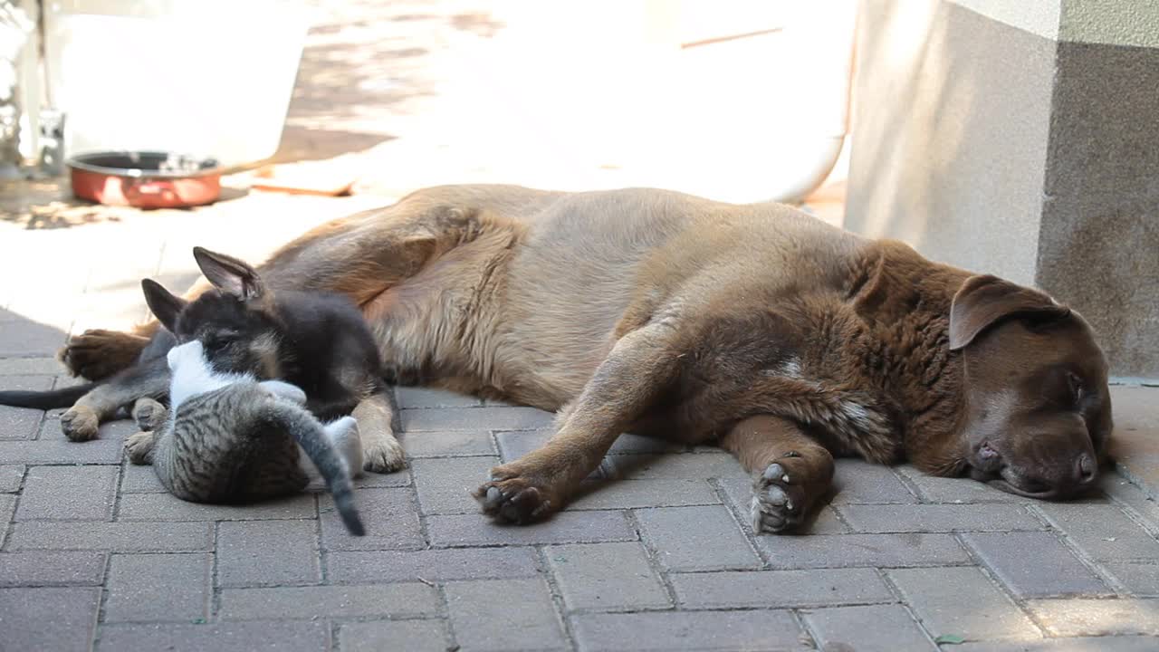 德国牧羊犬小狗和小猫像朋友一样在院子里玩。在他们旁边躺着一条大狗视频素材