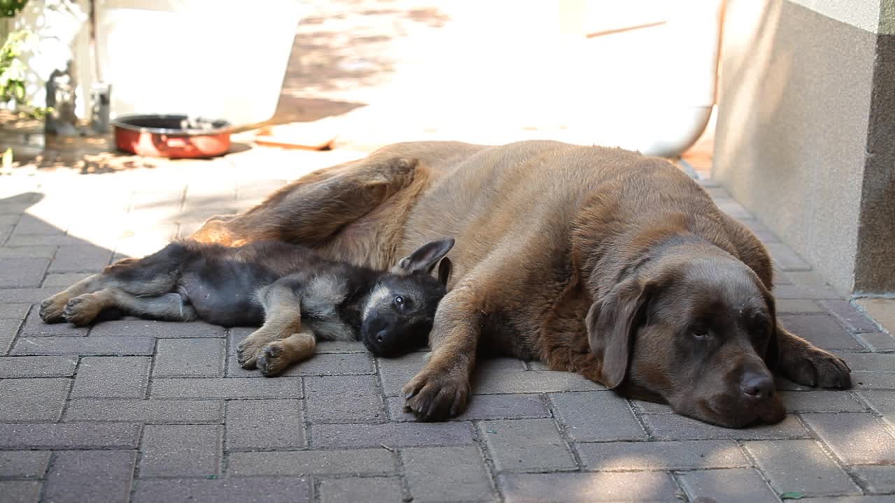 一只德国牧羊犬和一只拉布拉多犬正在睡觉。狗们在院子的阴凉处休息视频素材