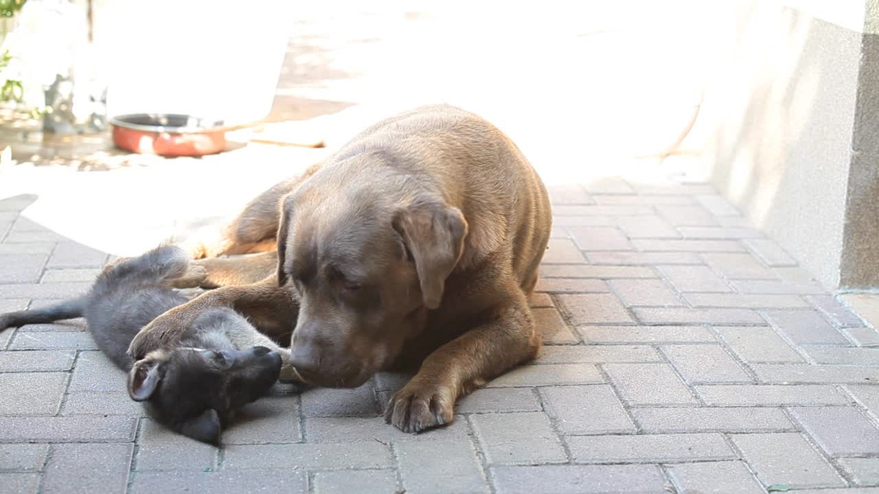 一只德国牧羊犬和一只巧克力色的拉布拉多犬在院子里玩耍视频素材