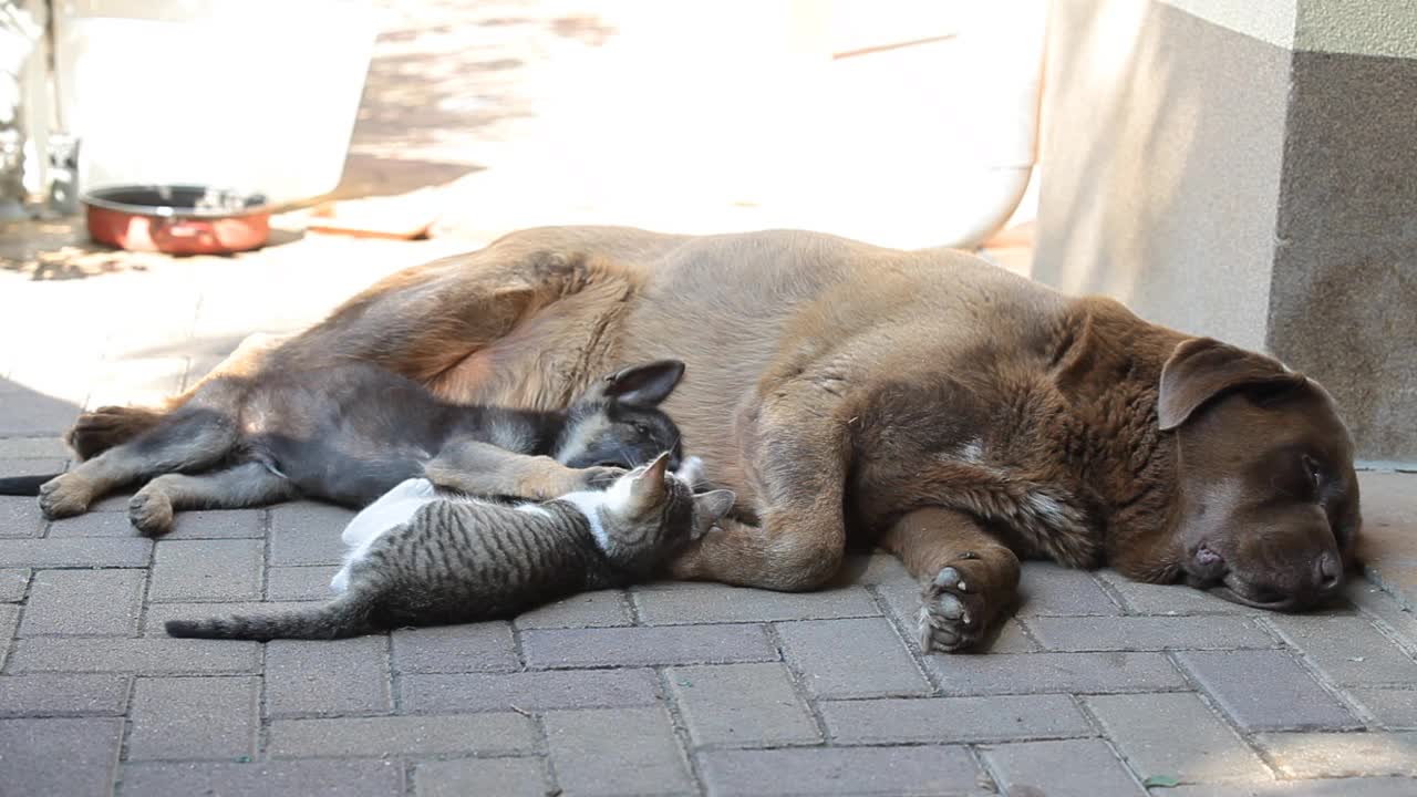 德国牧羊犬小狗和小猫像朋友一样在院子里玩。在他们旁边躺着一条大狗视频素材